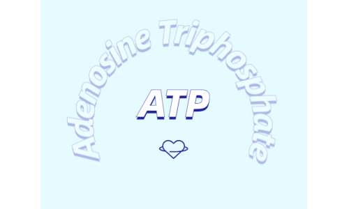 ATP在體育鍛煉中有什么作用？