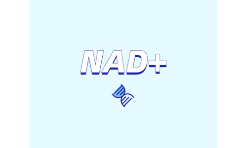 為什么要增強(qiáng)NAD+？